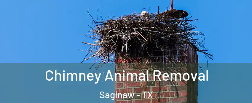 Chimney Animal Removal Saginaw - TX